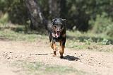 JAGDTERRIER ALLEMAND 034